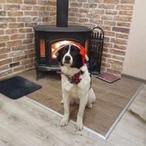 Щеки, вывезенные с Покровска