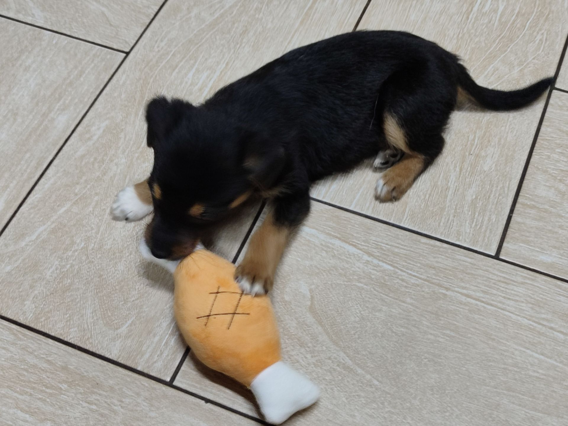 Цуценя, кобель трьох місяців