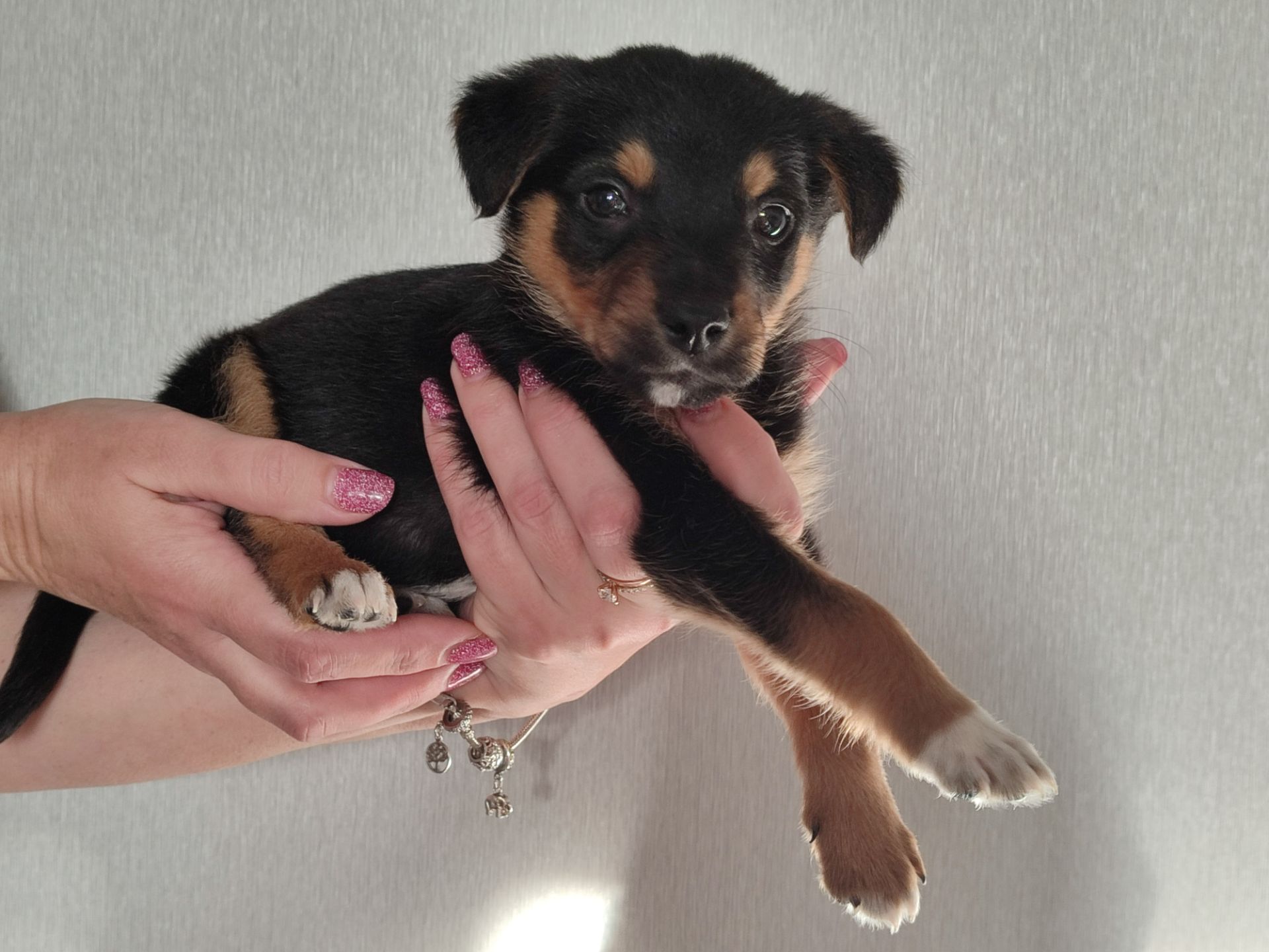 Цуценя, кобель трьох місяців