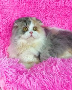 Шотландська висловуха