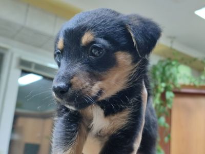 Цуценя, кобель трьох місяців