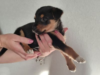 Цуценя, кобель трьох місяців