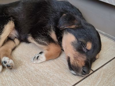 Цуценя, кобель трьох місяців