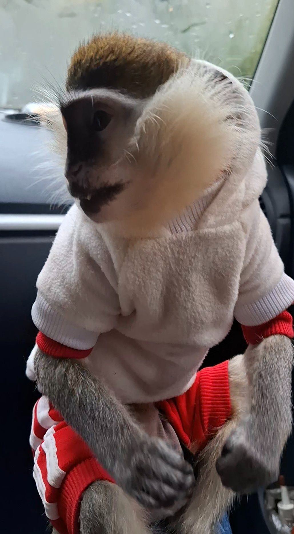 Зелена 🐒 ВЕРВЕТКА. Милий хлопчик шукає свою родину