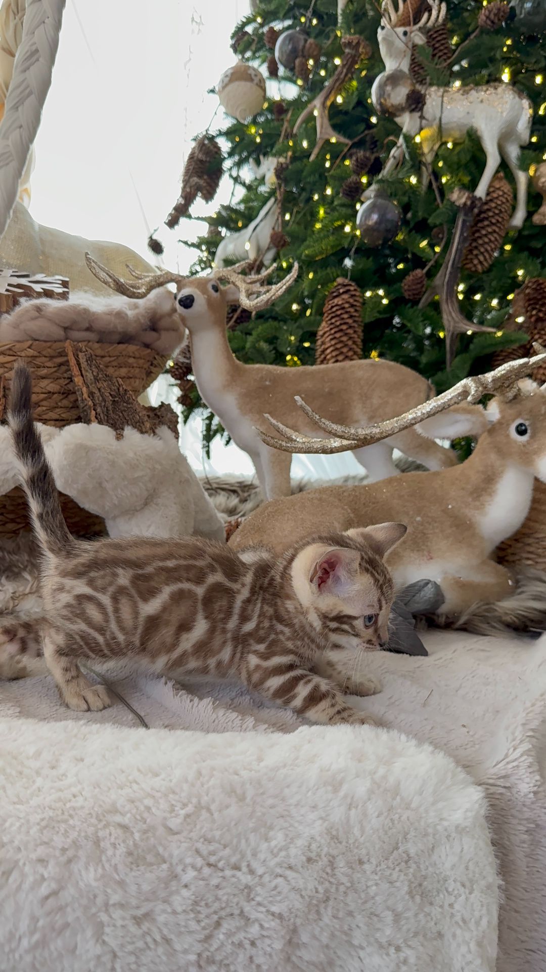 Шикарні бенгальські кошенята