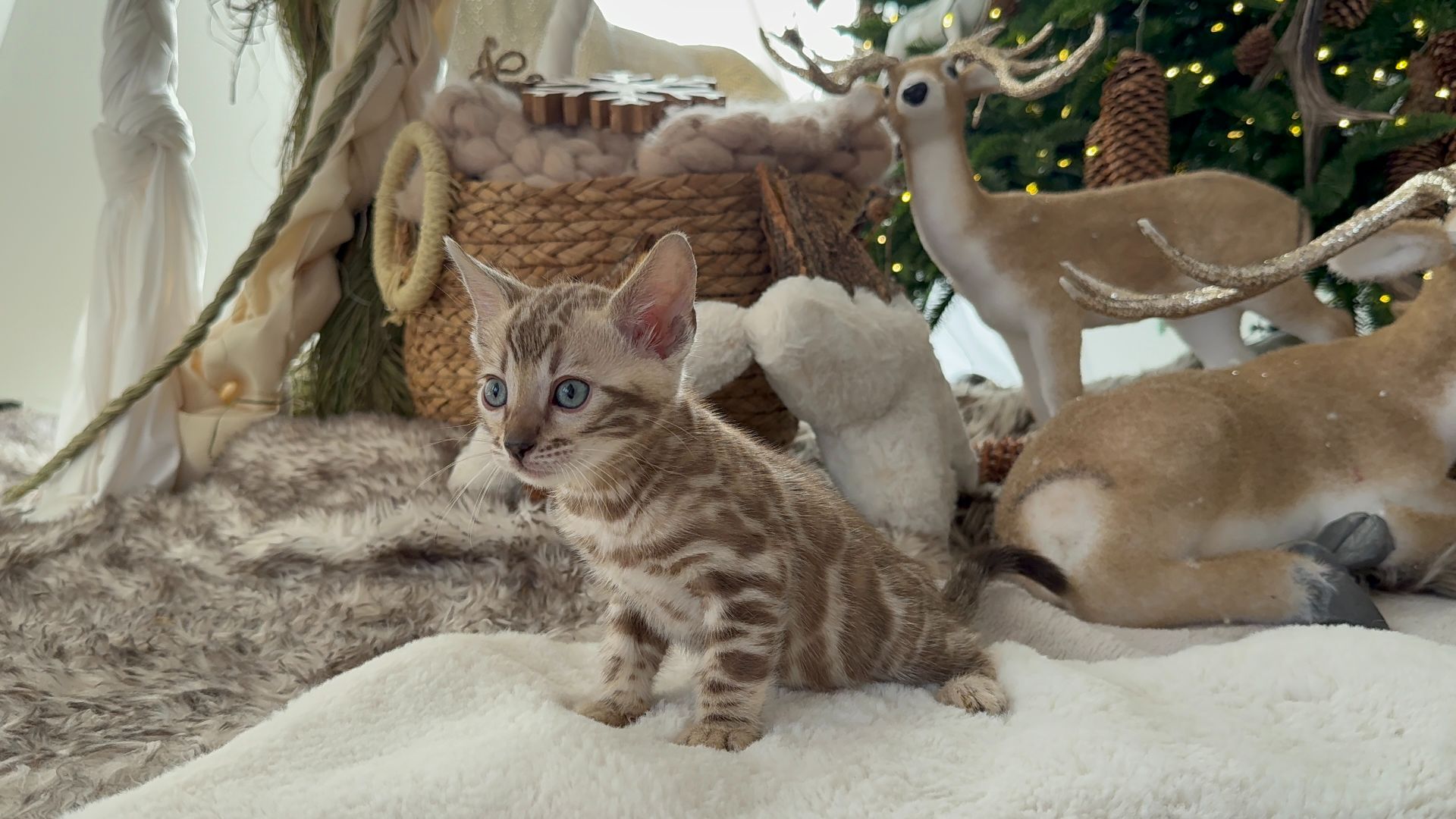 Шикарні бенгальські кошенята