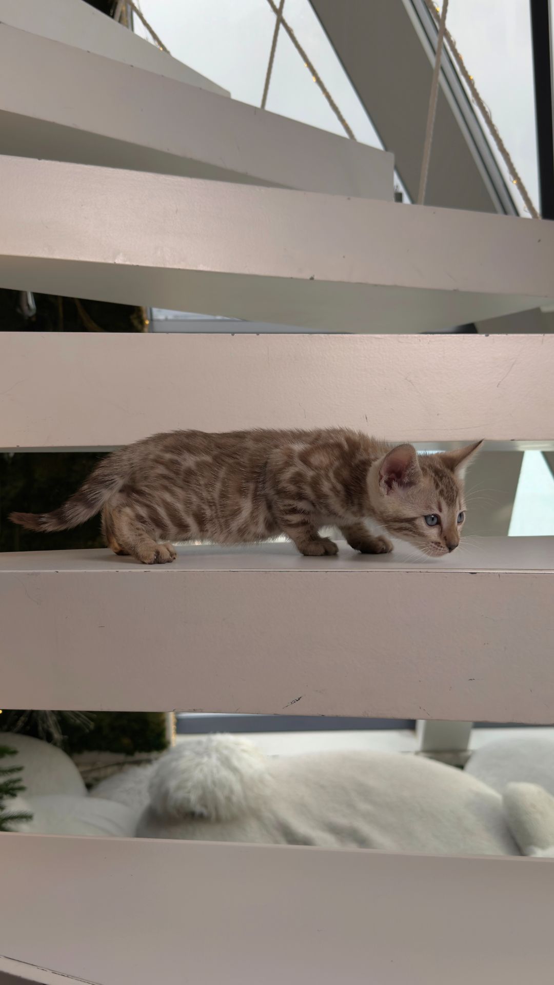 Шикарні бенгальські кошенята