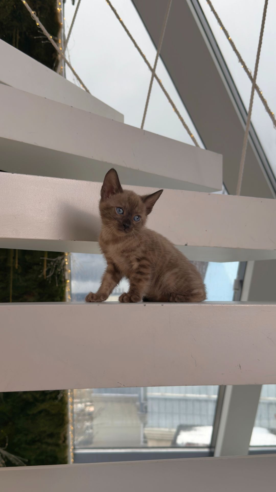 Шикарні бенгальські кошенята