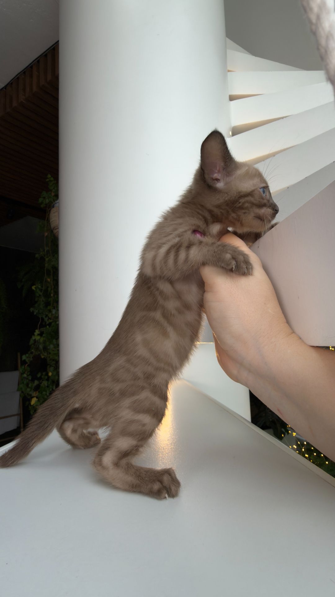 Шикарні бенгальські кошенята