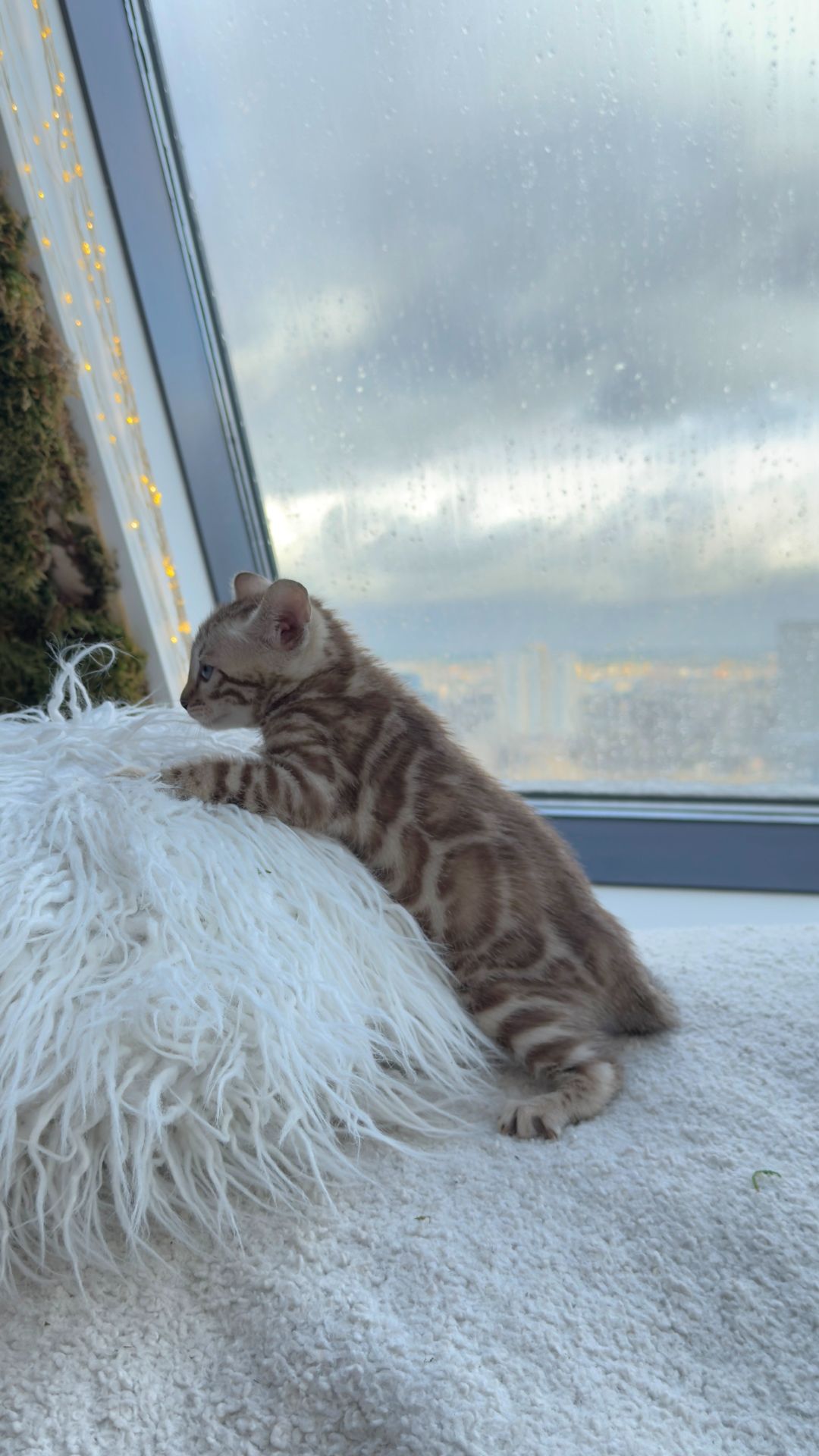 Шикарні бенгальські кошенята