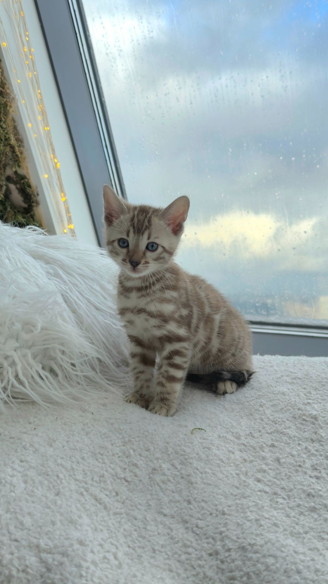 Шикарні бенгальські кошенята