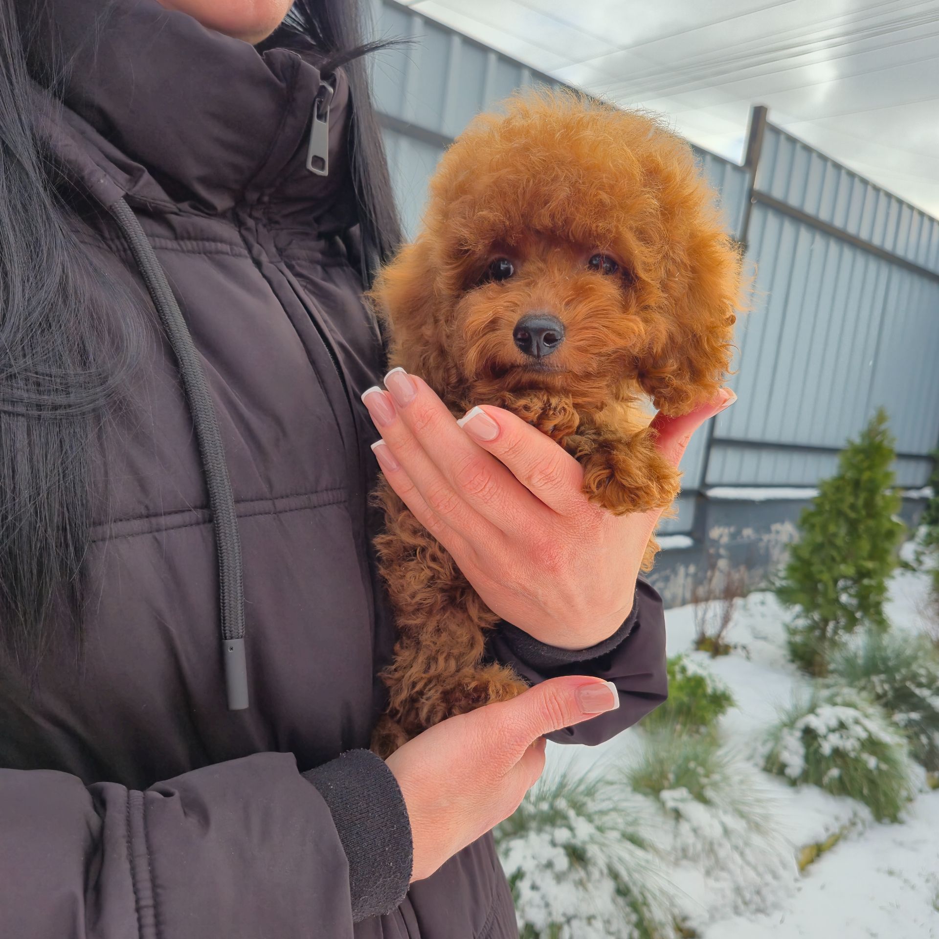 Хлопчик міні пуделя