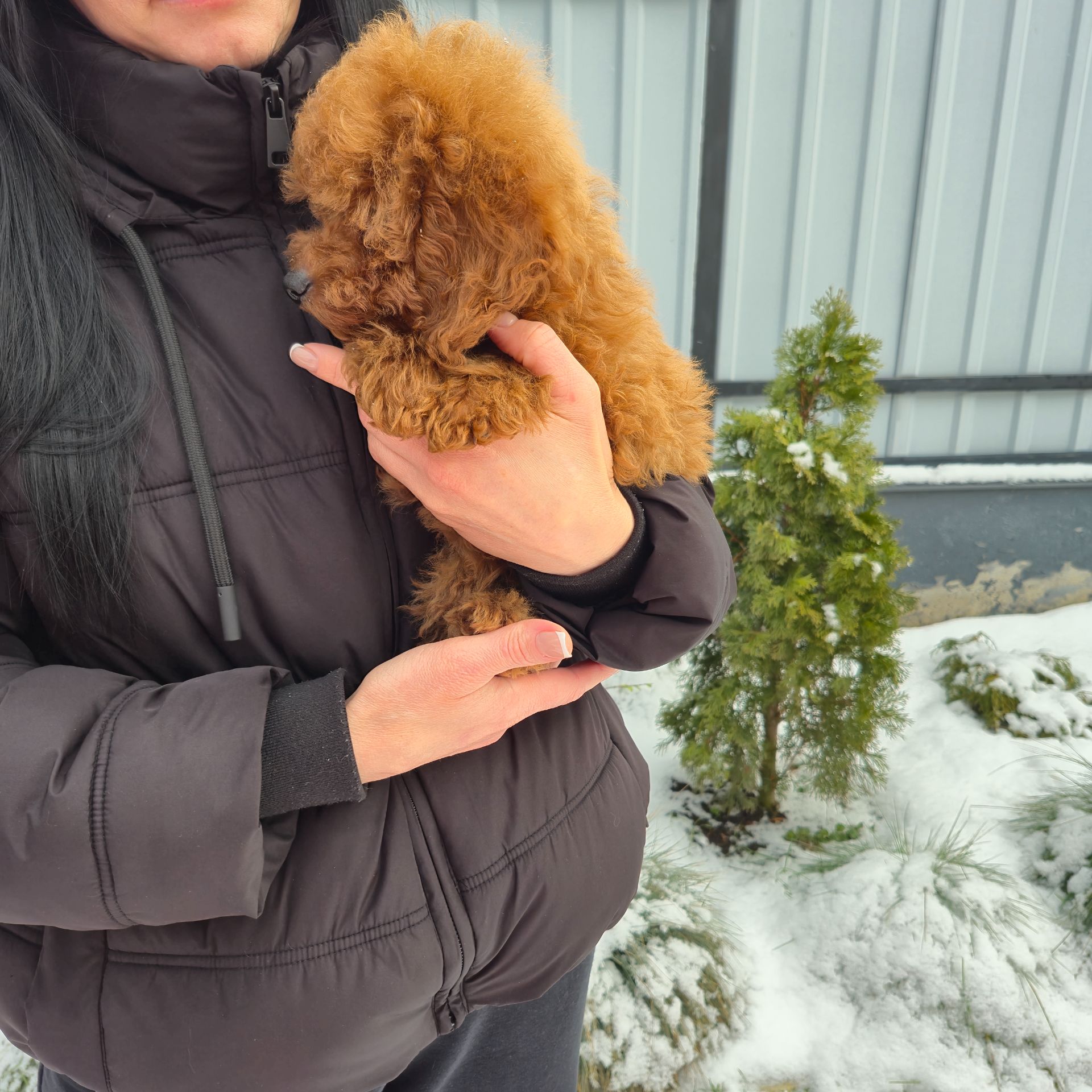 Хлопчик міні пуделя