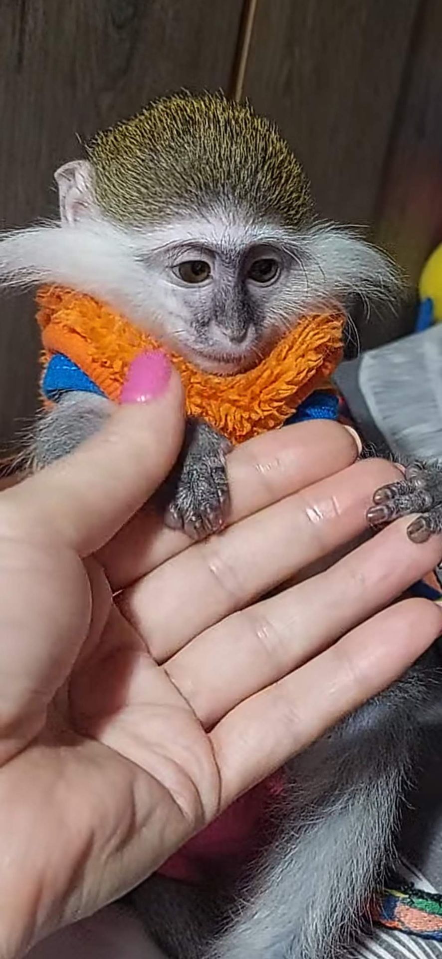 Зелена 🐒 ВЕРВЕТКА. Милий хлопчик шукає свою родину