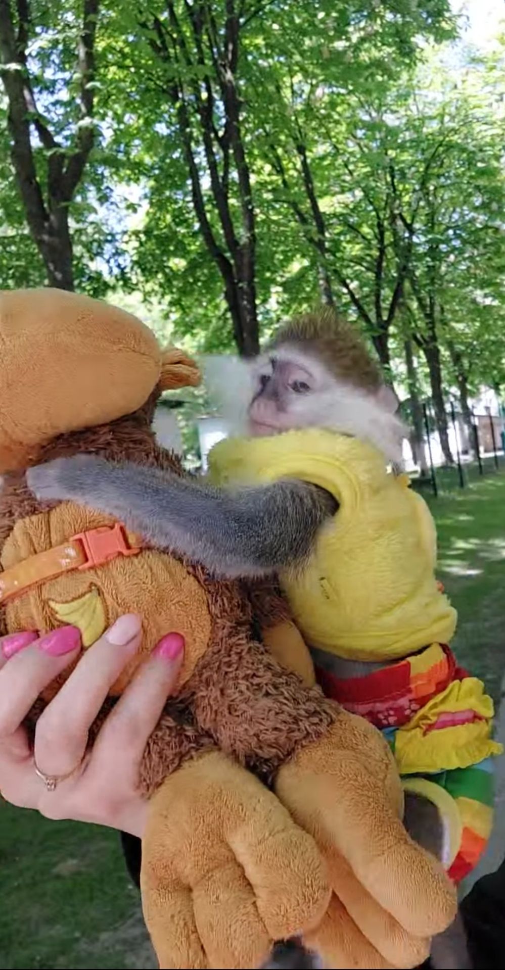 Зелена 🐒 ВЕРВЕТКА. Милий хлопчик шукає свою родину