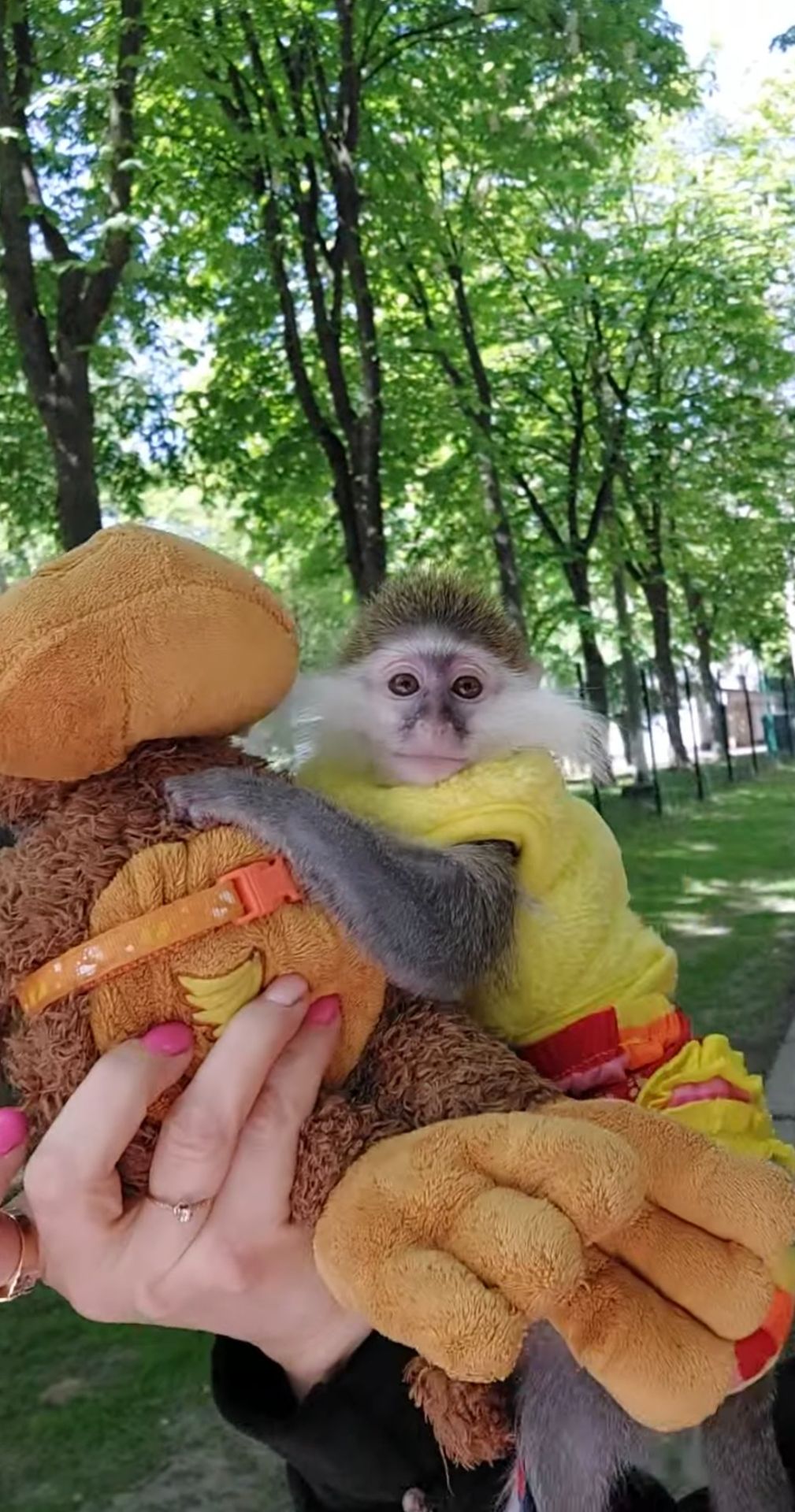 Зелена 🐒 ВЕРВЕТКА. Милий хлопчик шукає свою родину