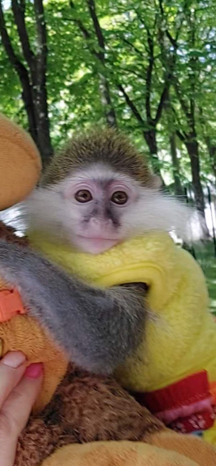 Зелена 🐒 ВЕРВЕТКА. Милий хлопчик шукає свою родину