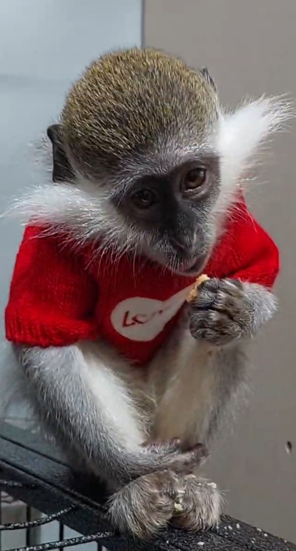 Мила дівчинка. Зелена мавпочка. ВЕРВЕТКА