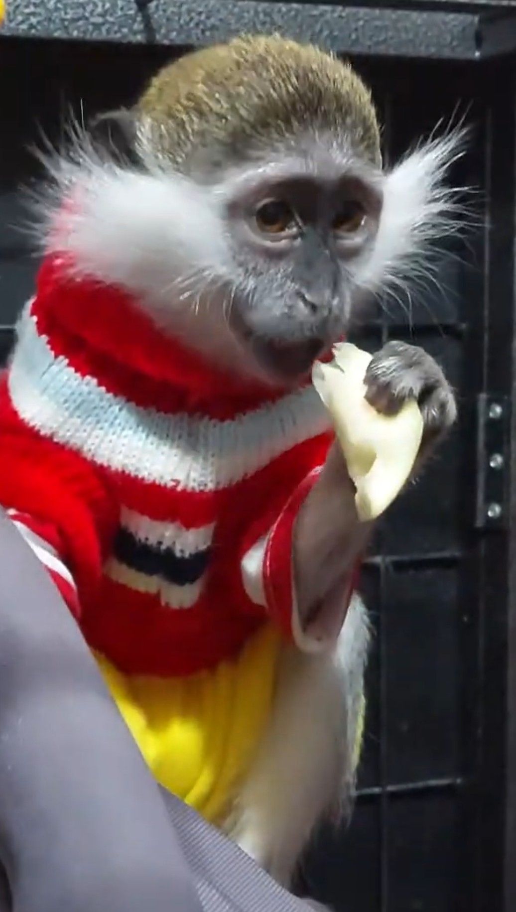 Мила дівчинка. Зелена мавпочка. ВЕРВЕТКА