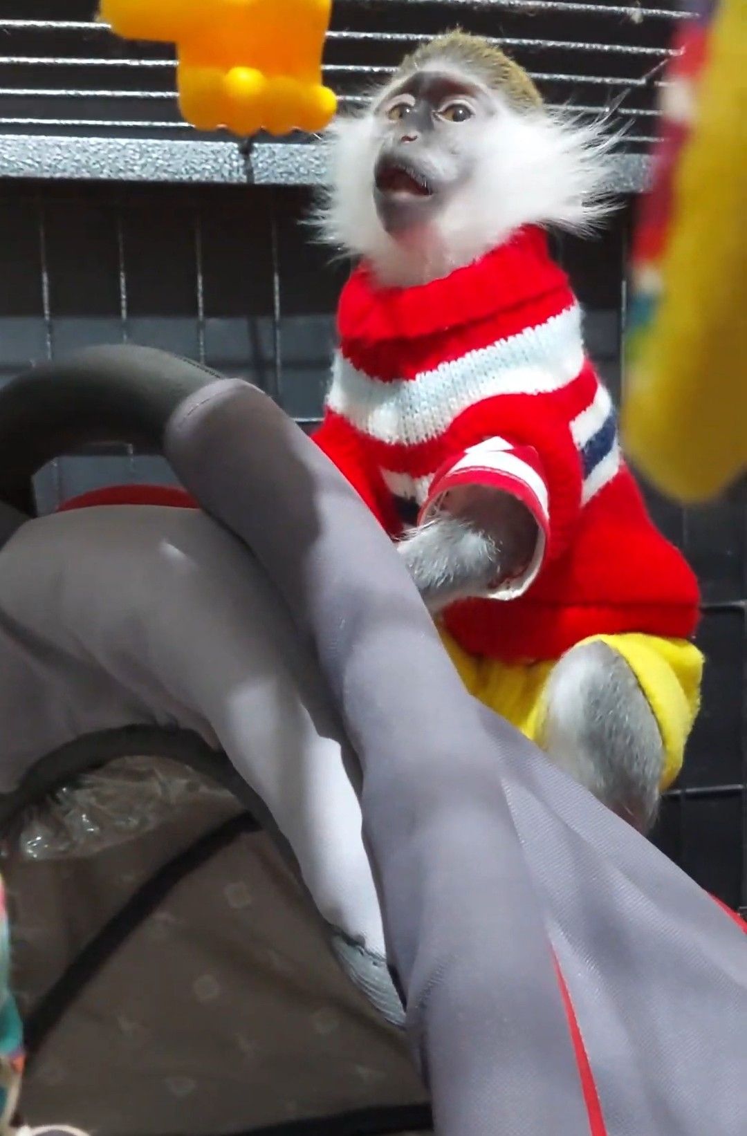 Мила дівчинка. Зелена мавпочка. ВЕРВЕТКА