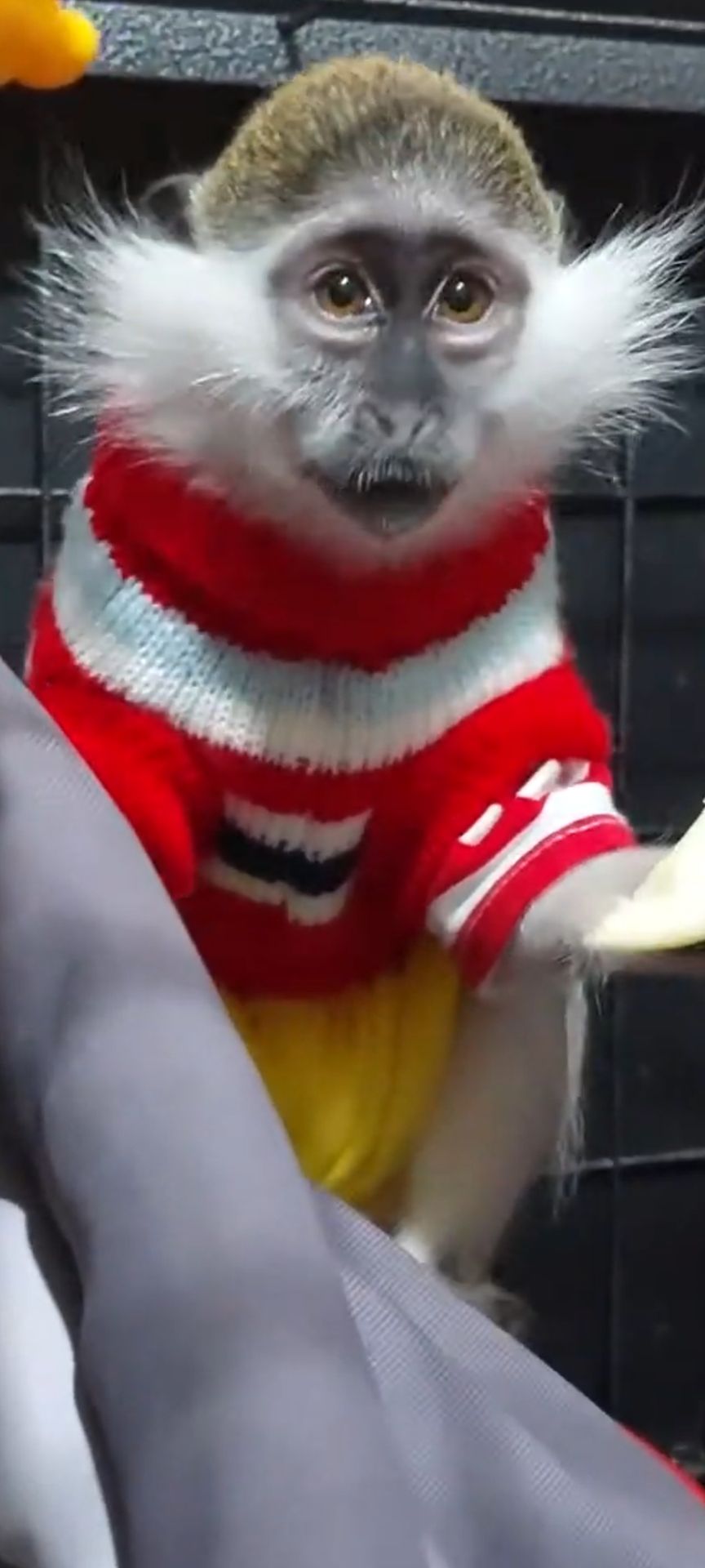 Мила дівчинка. Зелена мавпочка. ВЕРВЕТКА