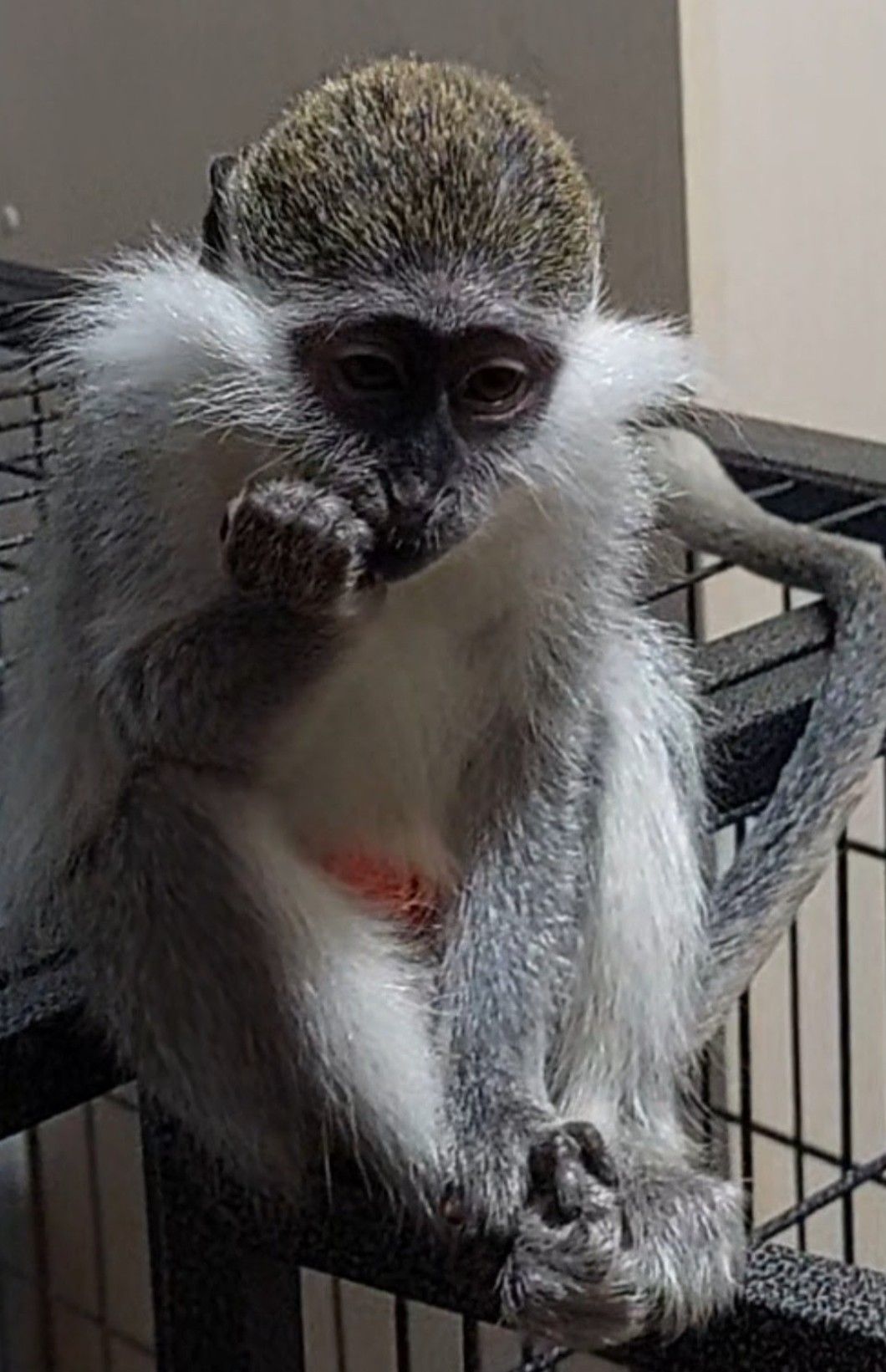 Мила дівчинка. Зелена мавпочка. ВЕРВЕТКА