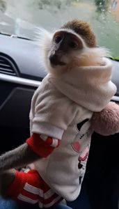 Зелена 🐒 ВЕРВЕТКА. Милий хлопчик шукає свою родину