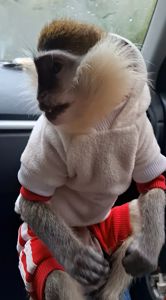 Зелена 🐒 ВЕРВЕТКА. Милий хлопчик шукає свою родину