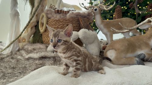 Шикарні бенгальські кошенята