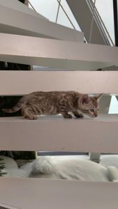 Шикарні бенгальські кошенята