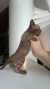 Шикарні бенгальські кошенята