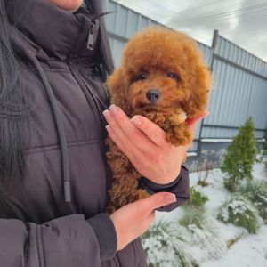 Хлопчик міні пуделя