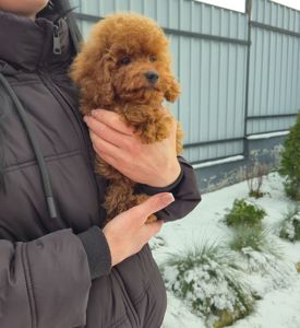 Хлопчик міні пуделя