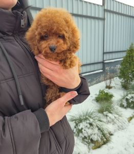 Хлопчик міні пуделя