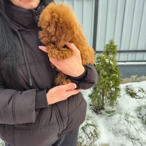 Хлопчик міні пуделя