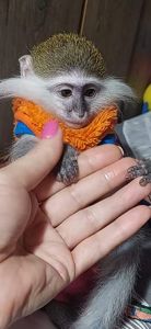 Зелена 🐒 ВЕРВЕТКА. Милий хлопчик шукає свою родину