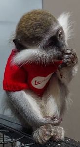 Мила дівчинка. Зелена мавпочка. ВЕРВЕТКА