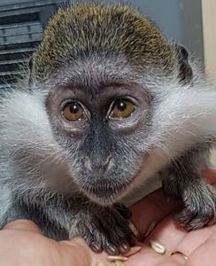 Мила дівчинка. Зелена мавпочка. ВЕРВЕТКА