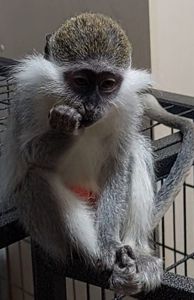 Мила дівчинка. Зелена мавпочка. ВЕРВЕТКА