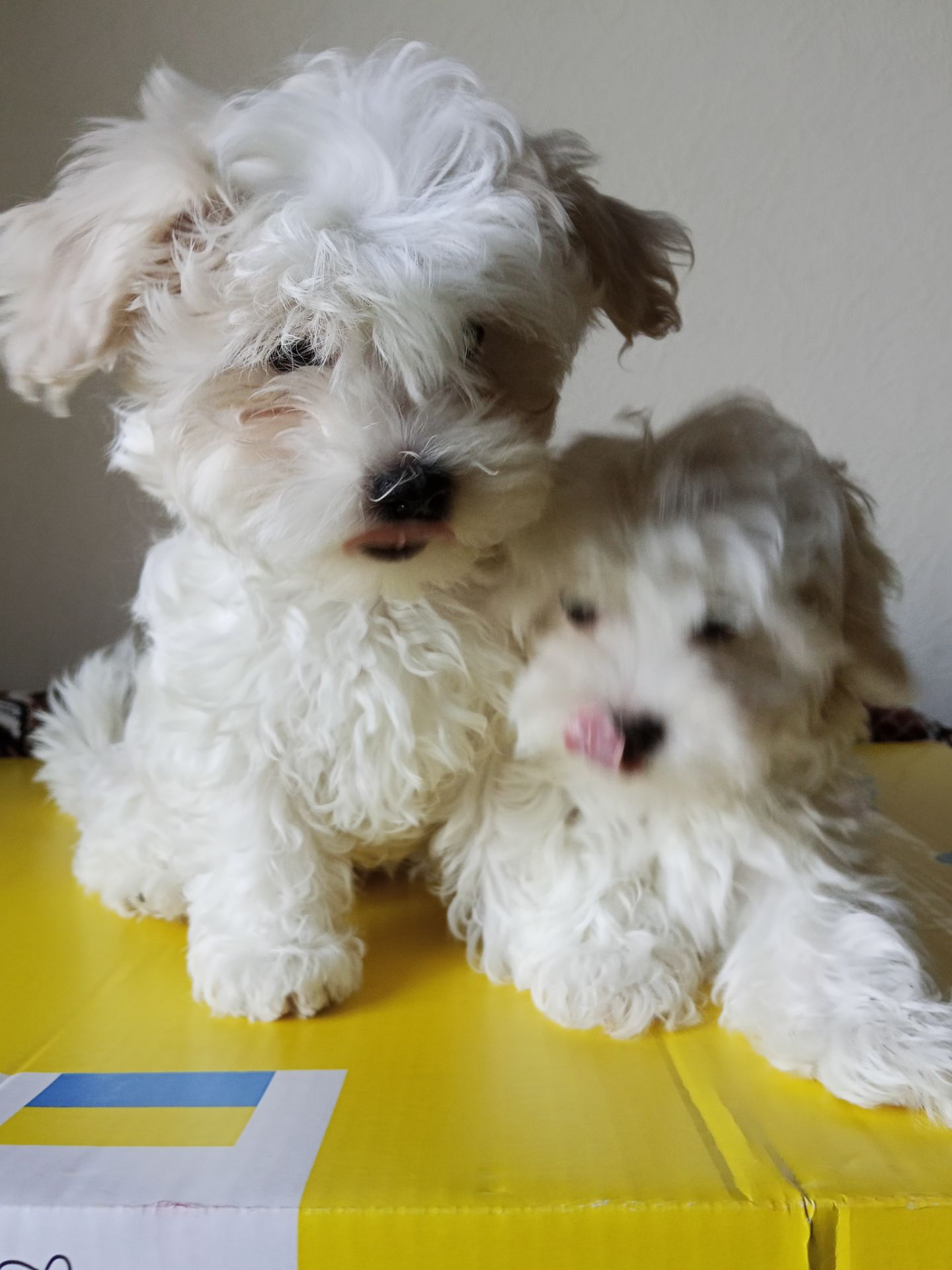 Щенки Мальтезе