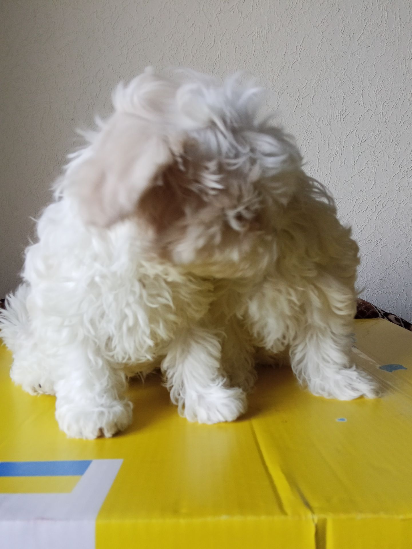 Щенки Мальтезе