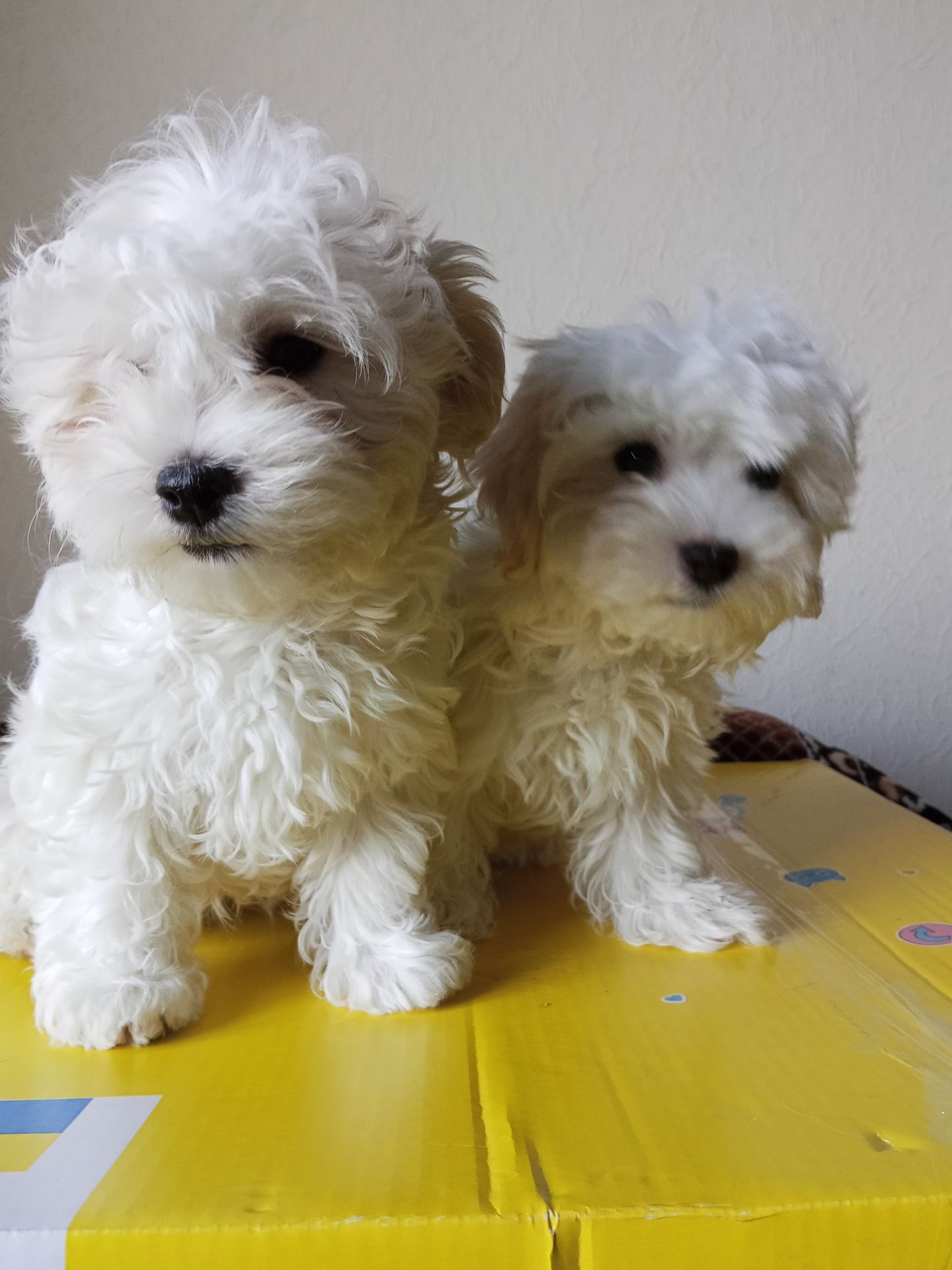 Щенки Мальтезе