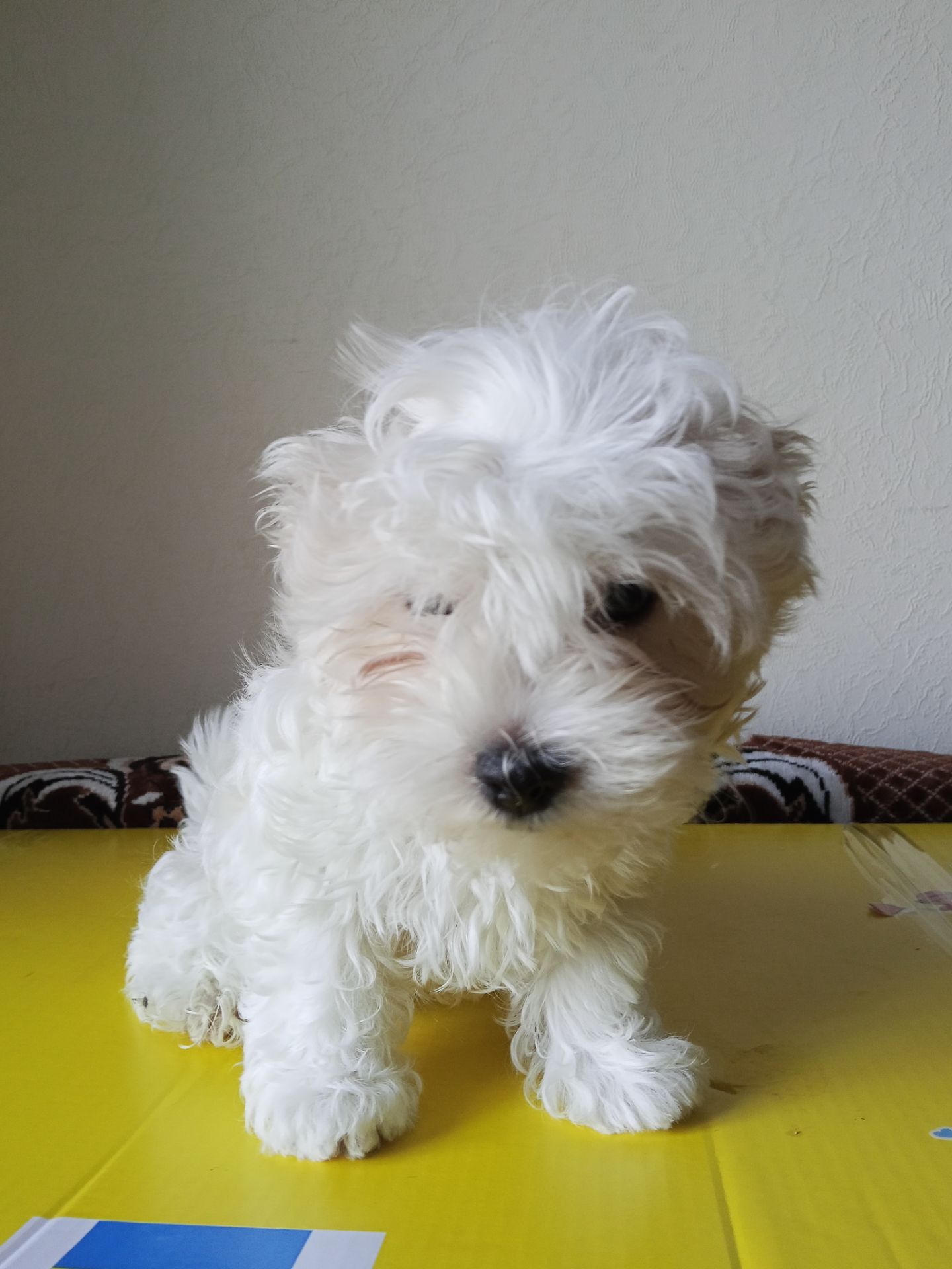 Щенки Мальтезе