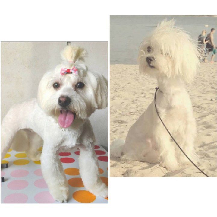 Щенки Мальтезе