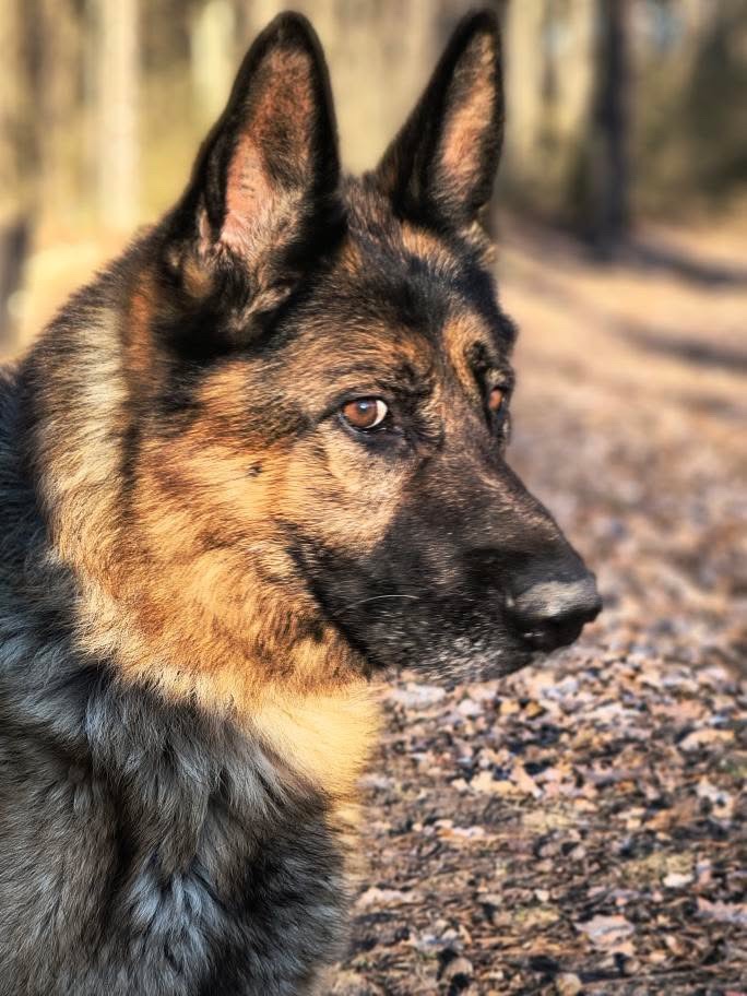 Розумний та добрий Арчі мріє про нову родину!