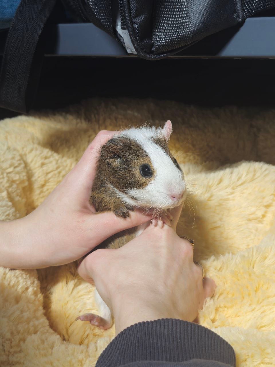 Милі морські свинки 🐹💛