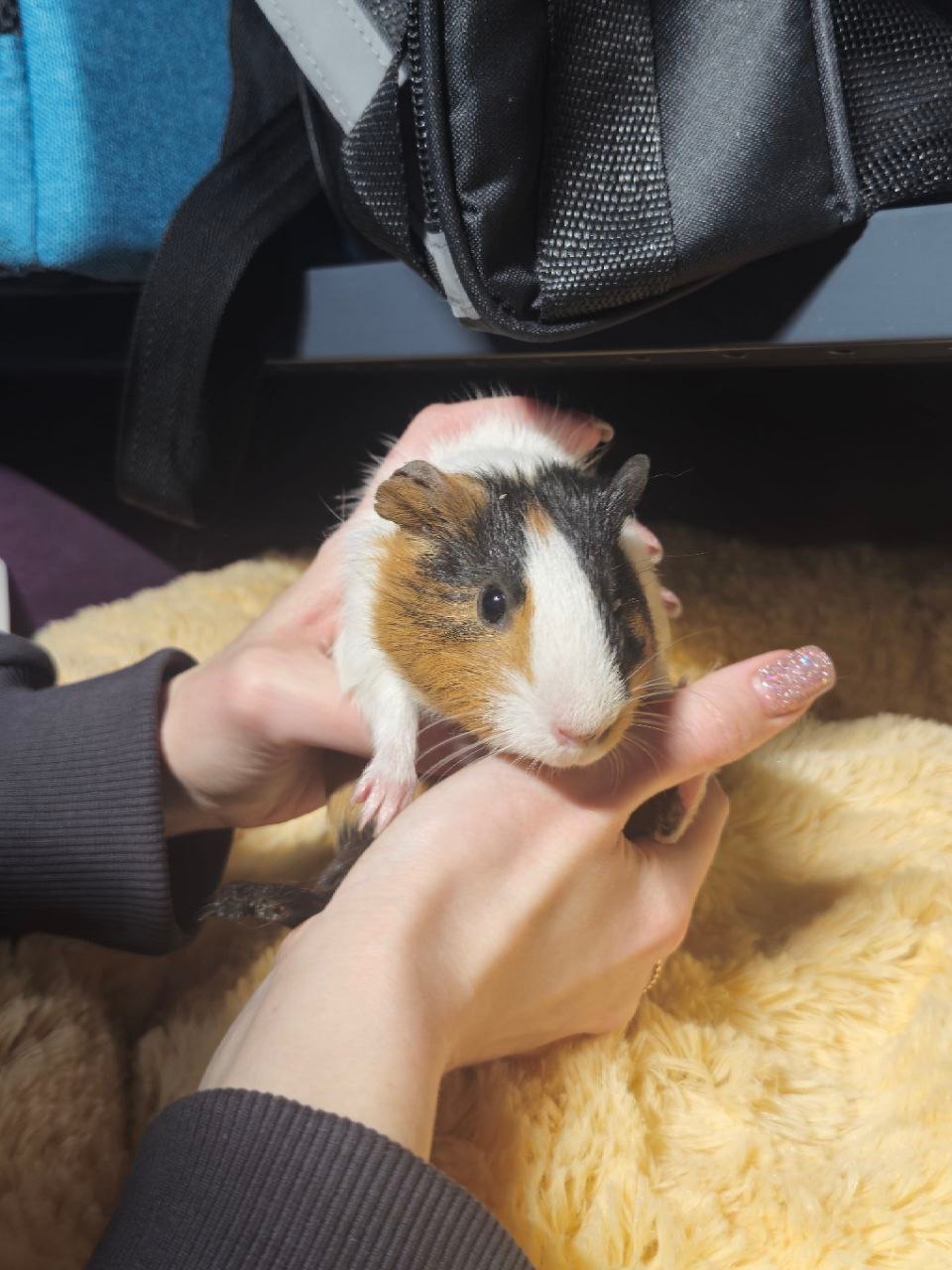 Милі морські свинки 🐹💛