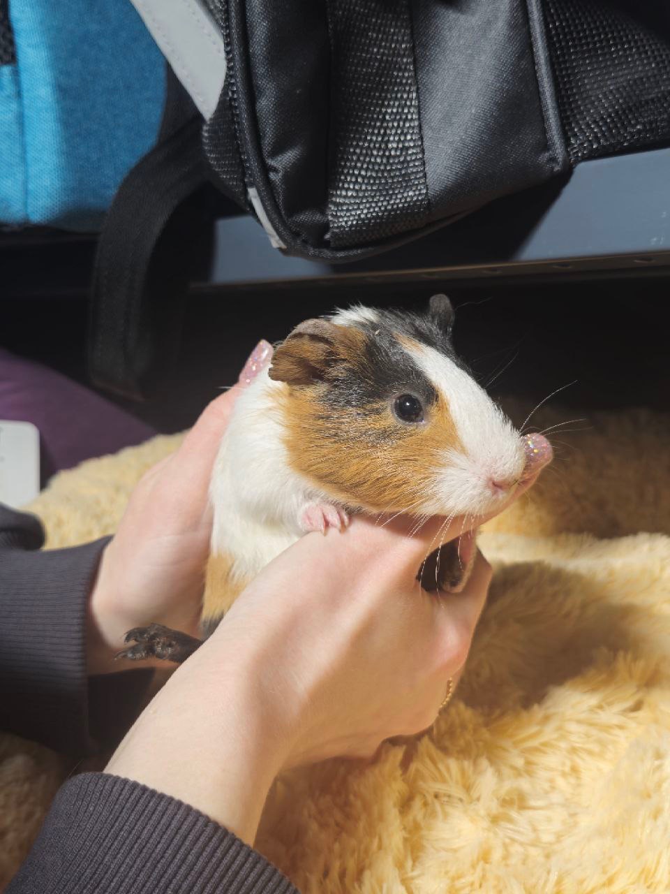 Милі морські свинки 🐹💛