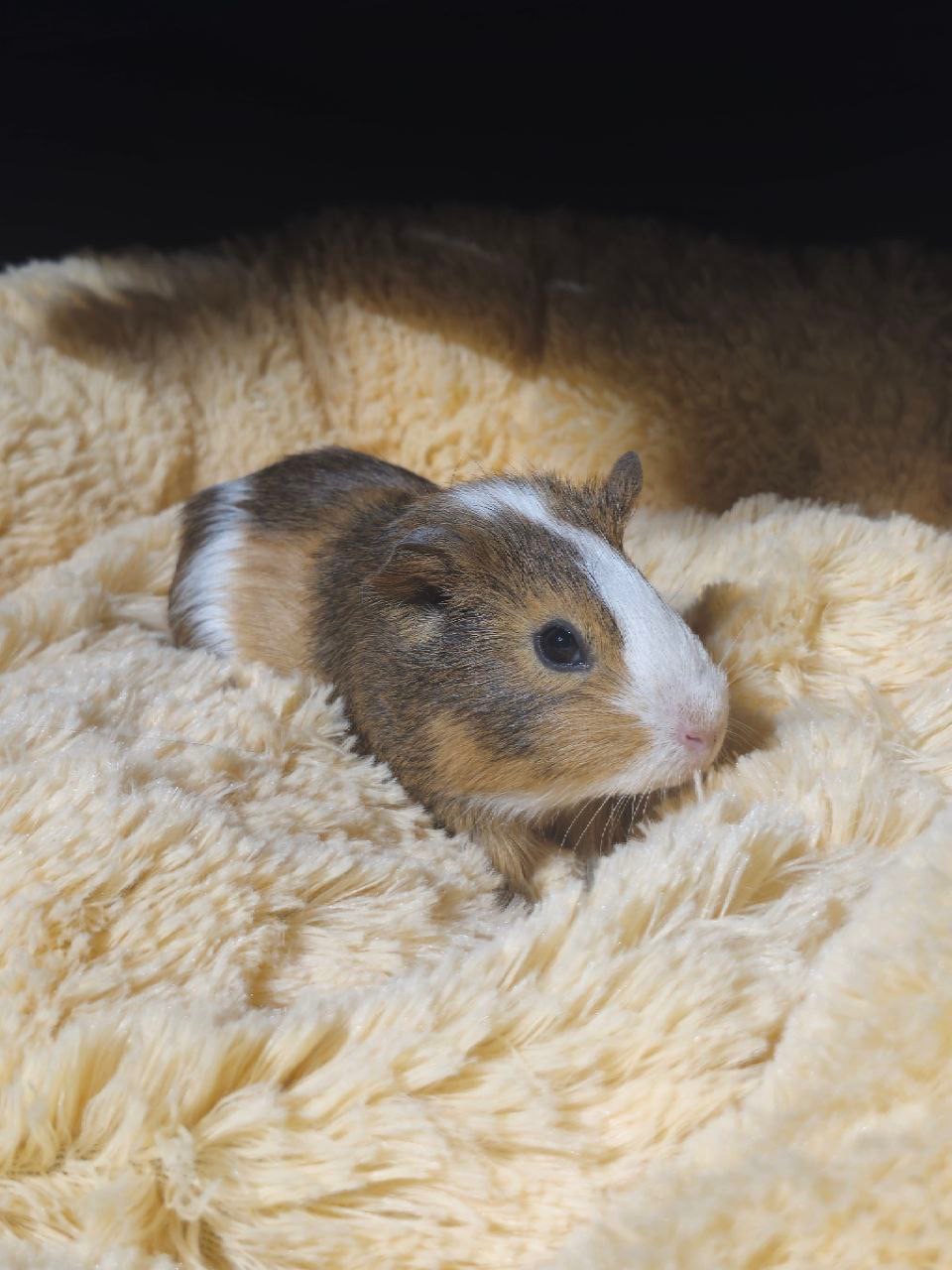 Милі морські свинки 🐹💛