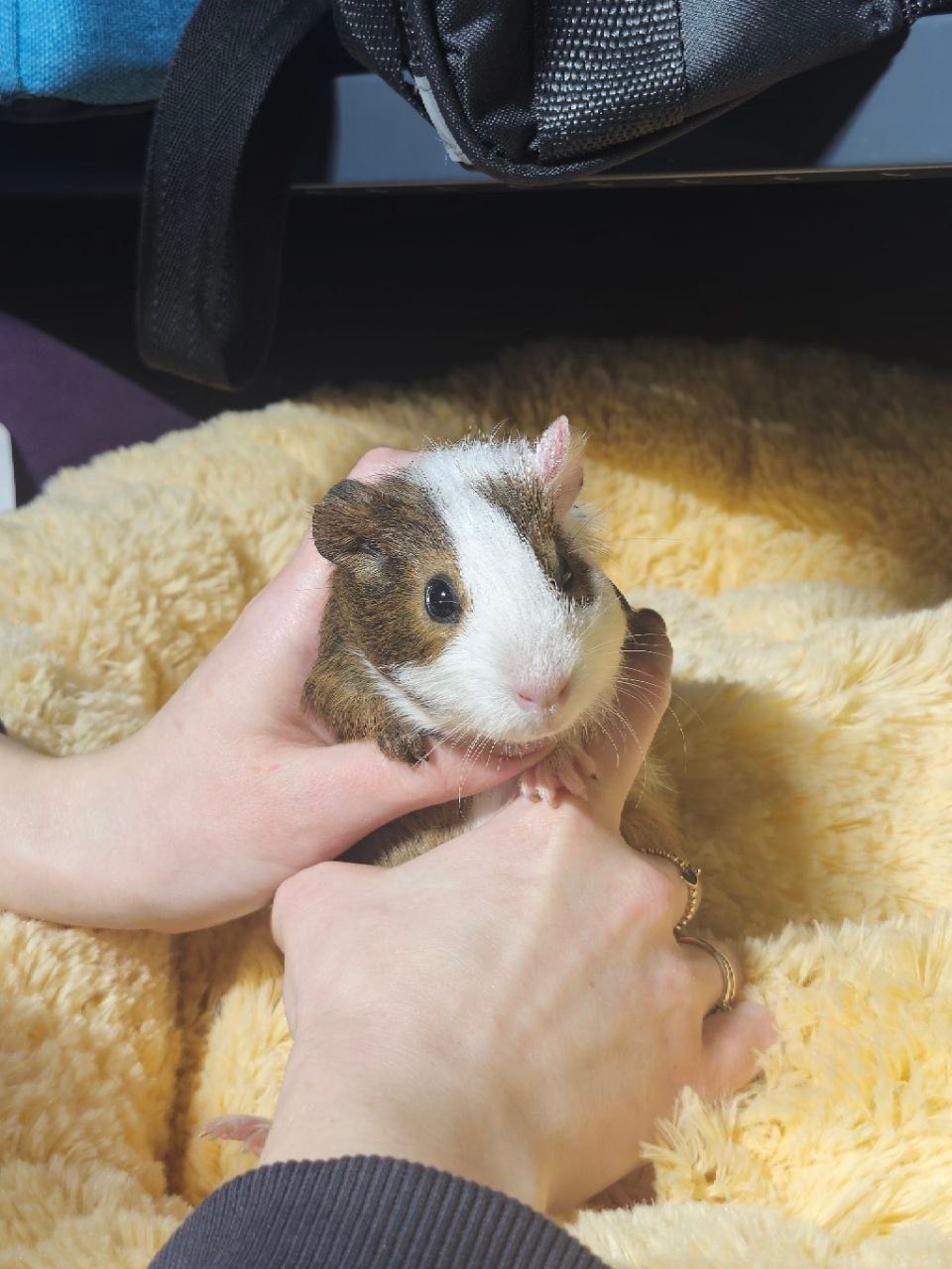 Милі морські свинки 🐹💛